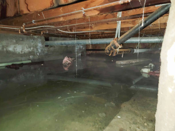 Best Professional water damage repair  in Duchesne, UT